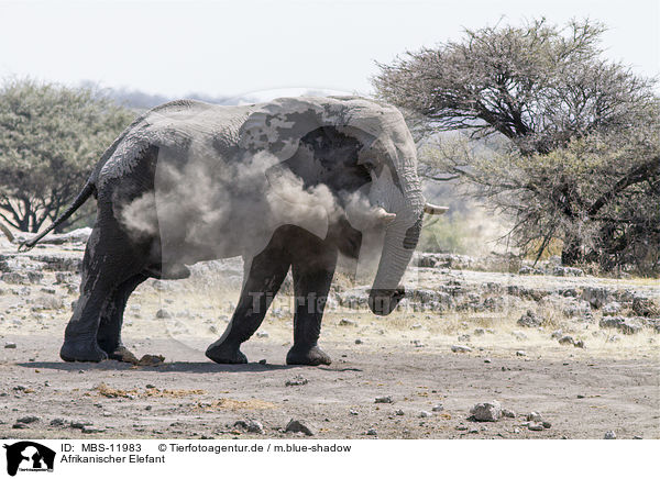 Afrikanischer Elefant / African elephant / MBS-11983