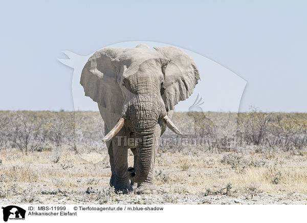 Afrikanischer Elefant / MBS-11999