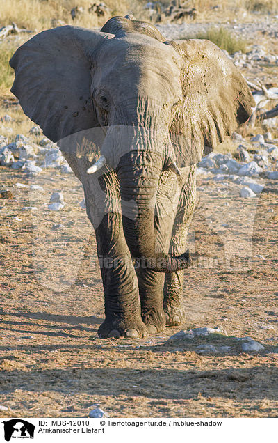Afrikanischer Elefant / MBS-12010