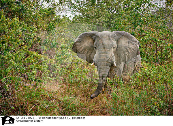 Afrikanischer Elefant / African elephant / JR-01923