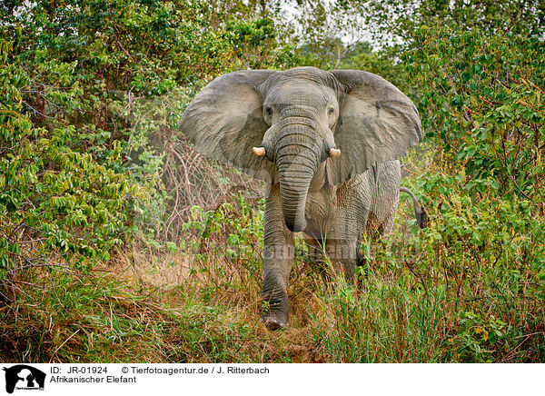 Afrikanischer Elefant / African elephant / JR-01924