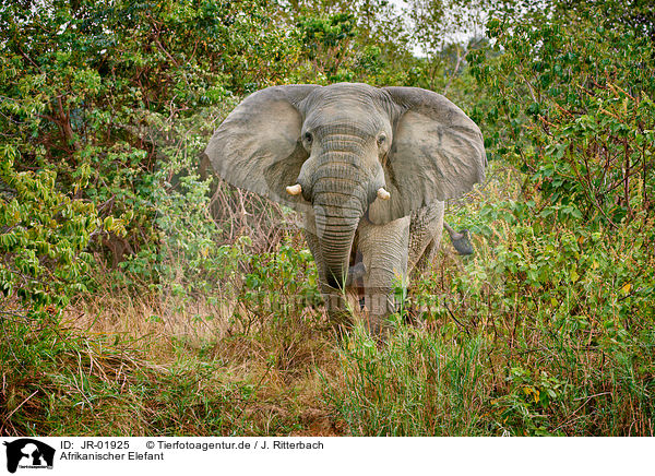 Afrikanischer Elefant / African elephant / JR-01925