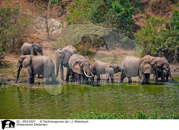 Afrikanische Elefanten / African elephants / JR-01927