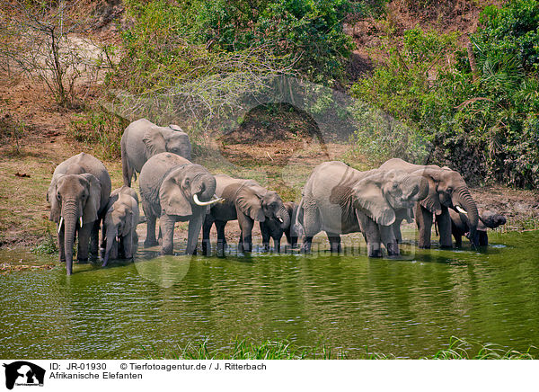 Afrikanische Elefanten / African elephants / JR-01930