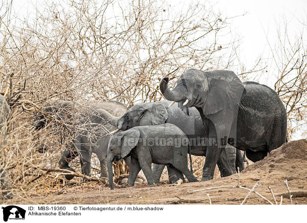 Afrikanische Elefanten / African Elephants / MBS-19360