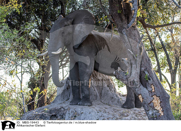 Afrikanischer Elefant / African Elephant / MBS-19443