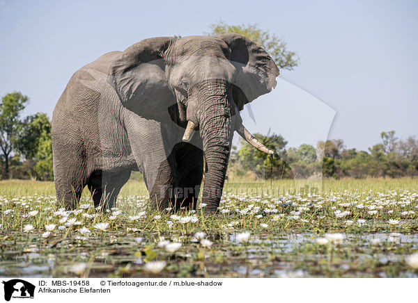 Afrikanische Elefanten / African Elephants / MBS-19458