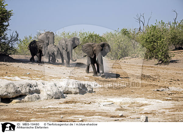 Afrikanische Elefanten / African Elephants / MBS-19480