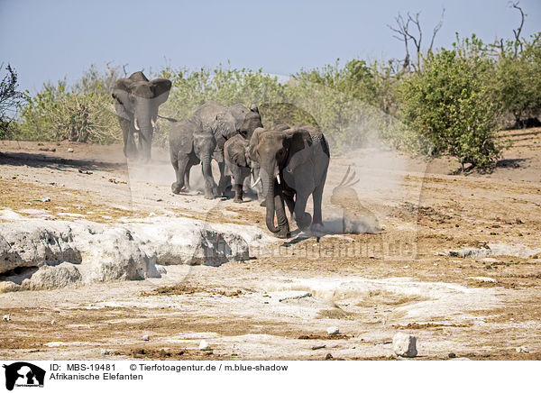 Afrikanische Elefanten / African Elephants / MBS-19481