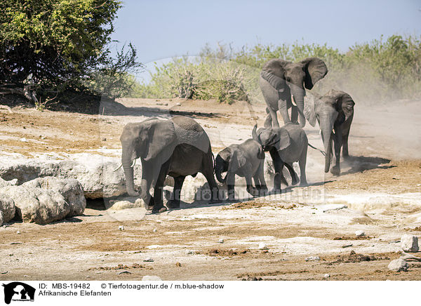 Afrikanische Elefanten / African Elephants / MBS-19482