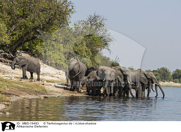 Afrikanische Elefanten / African Elephants / MBS-19483