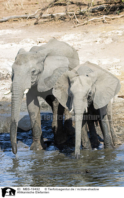 Afrikanische Elefanten / African Elephants / MBS-19492