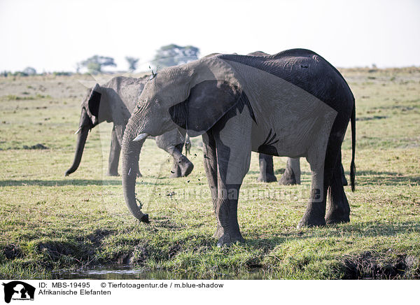 Afrikanische Elefanten / African Elephants / MBS-19495