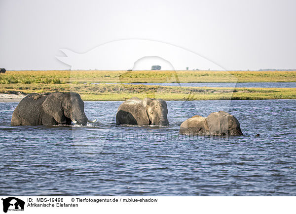 Afrikanische Elefanten / African Elephants / MBS-19498