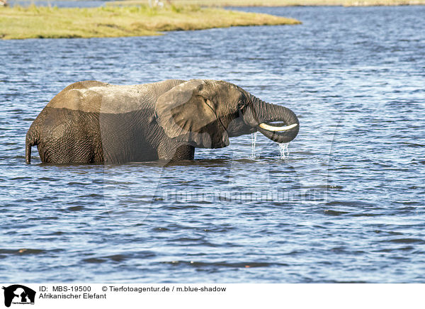 Afrikanischer Elefant / African Elephant / MBS-19500