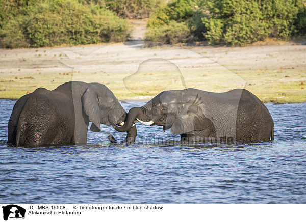 Afrikanische Elefanten / African Elephants / MBS-19508