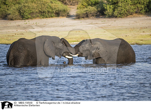 Afrikanische Elefanten / African Elephants / MBS-19509