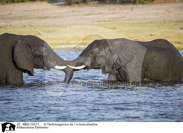 Afrikanische Elefanten / African Elephants / MBS-19511