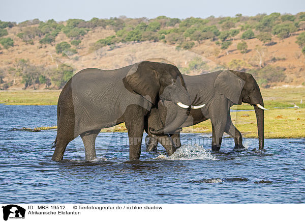 Afrikanische Elefanten / African Elephants / MBS-19512