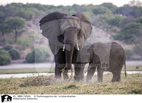 Afrikanische Elefanten / African elephants / MBS-19548