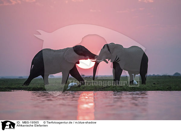Afrikanische Elefanten / African Elephants / MBS-19565