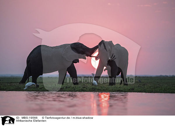 Afrikanische Elefanten / African Elephants / MBS-19566