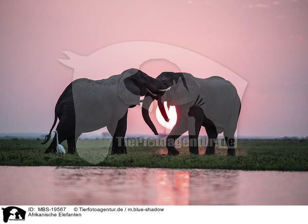 Afrikanische Elefanten / African Elephants / MBS-19567