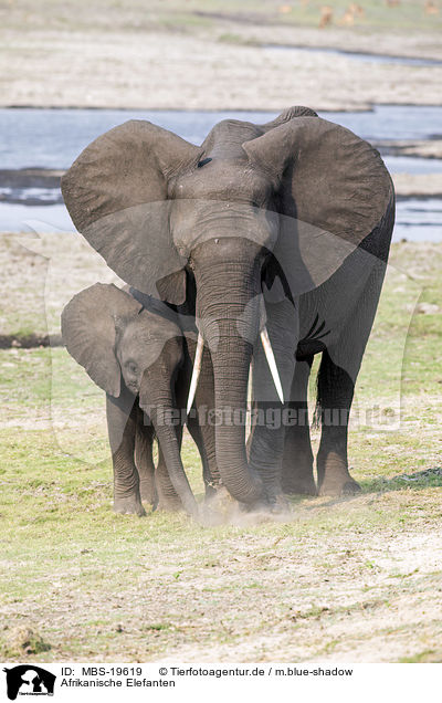 Afrikanische Elefanten / African Elephants / MBS-19619