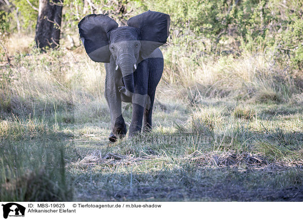 Afrikanischer Elefant / African Elephant / MBS-19625