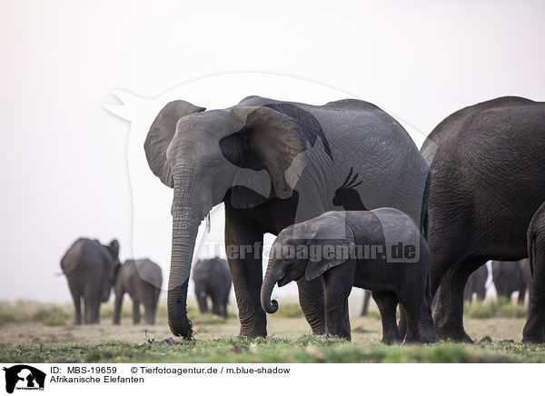 Afrikanische Elefanten / African elephants / MBS-19659