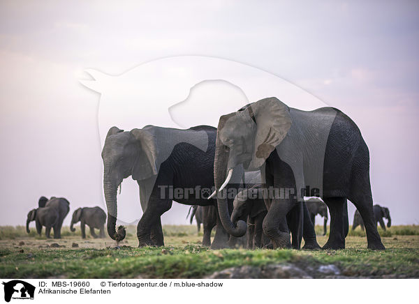 Afrikanische Elefanten / African Elephants / MBS-19660