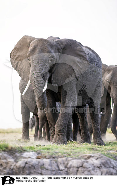 Afrikanische Elefanten / African Elephants / MBS-19663