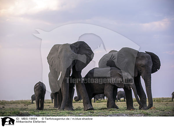 Afrikanische Elefanten / African Elephants / MBS-19664
