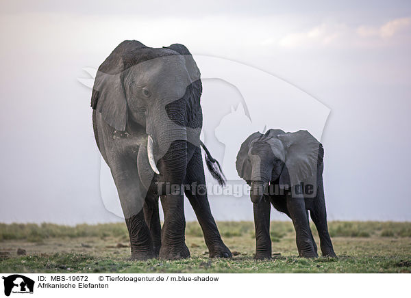 Afrikanische Elefanten / African Elephants / MBS-19672