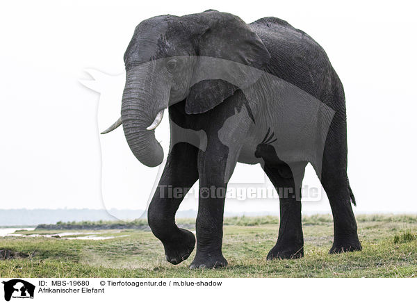 Afrikanischer Elefant / African Elephant / MBS-19680