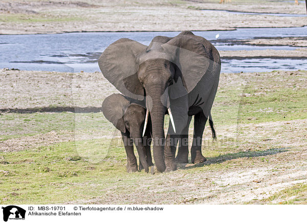 Afrikanische Elefanten / African Elephants / MBS-19701