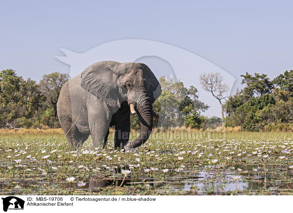 Afrikanischer Elefant / African Elephant / MBS-19706