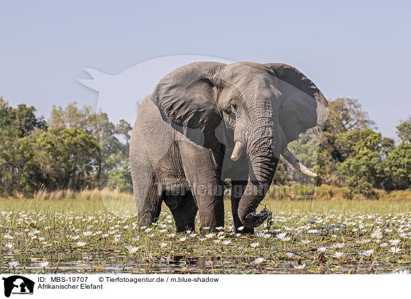 Afrikanischer Elefant / African Elephant / MBS-19707