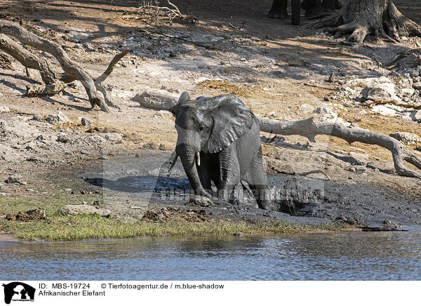 Afrikanischer Elefant / African Elephant / MBS-19724