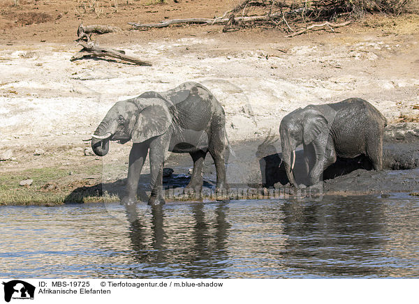 Afrikanische Elefanten / African Elephants / MBS-19725