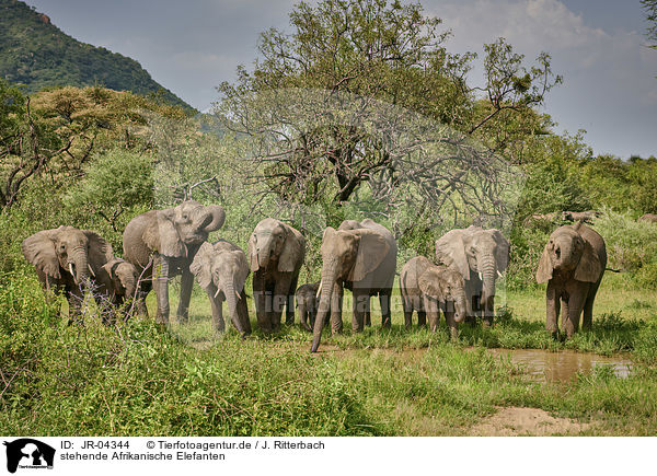 stehende Afrikanische Elefanten / standing African Elephants / JR-04344