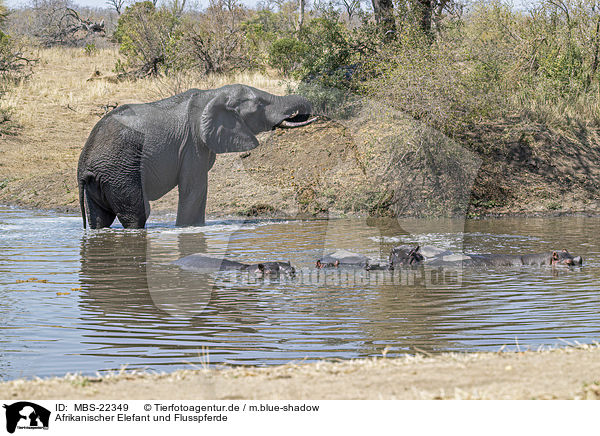 Afrikanischer Elefant und Flusspferde / MBS-22349