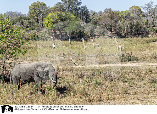 Afrikanischer Elefant mit Giraffen und Schwarzfersenantilopen / African Elephant with Giraffes and Impala / MBS-22524