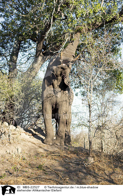 stehender Afrikanischer Elefant / standing African Elephant / MBS-22527