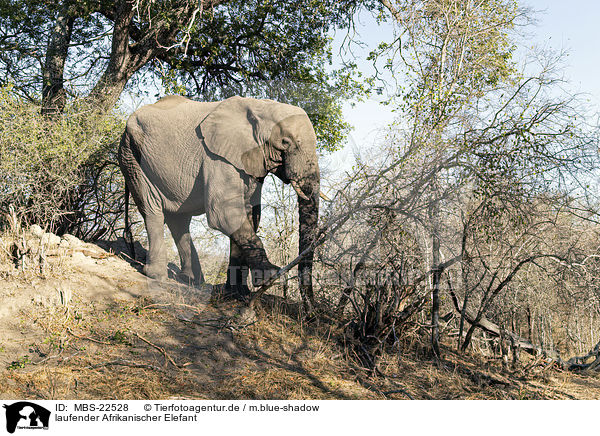 laufender Afrikanischer Elefant / walking African Elephant / MBS-22528