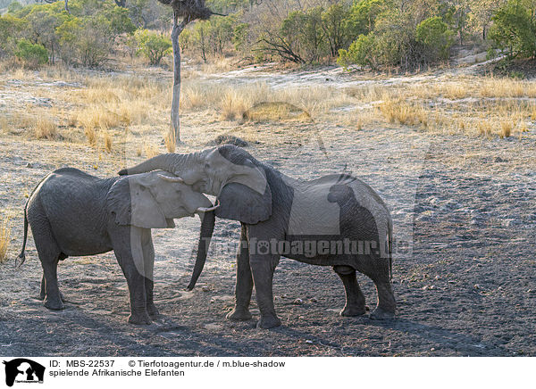 spielende Afrikanische Elefanten / playing African Elephants / MBS-22537