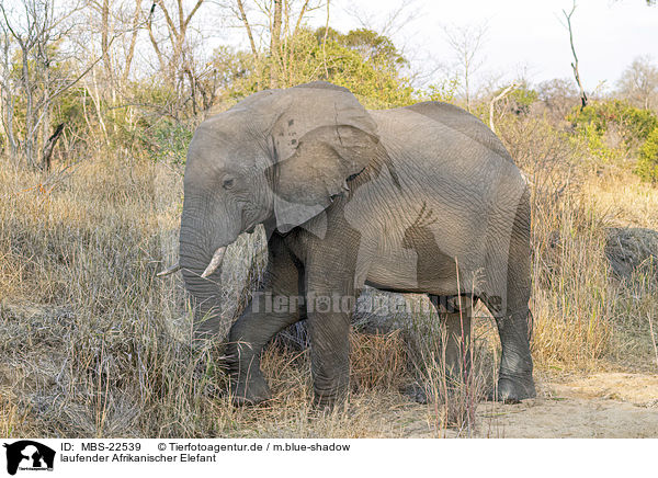 laufender Afrikanischer Elefant / walking African Elephant / MBS-22539