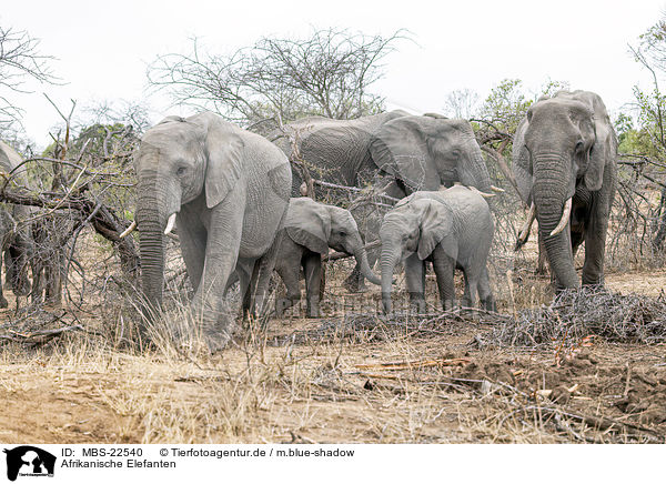 Afrikanische Elefanten / African Elephants / MBS-22540