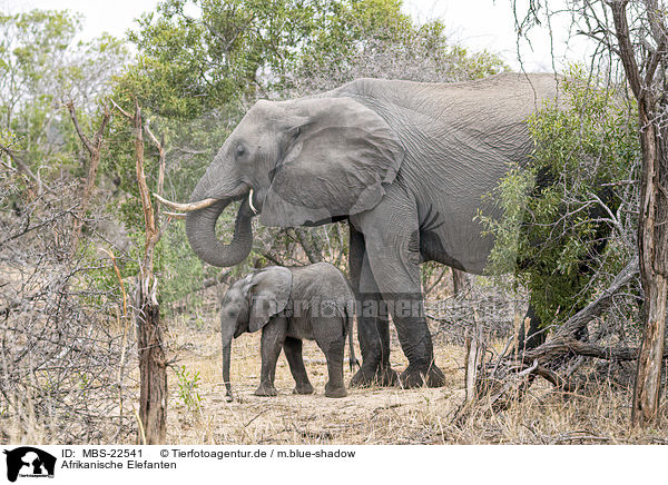 Afrikanische Elefanten / African Elephants / MBS-22541
