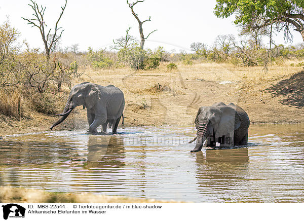 Afrikanische Elefanten im Wasser / African Elephants in the water / MBS-22544